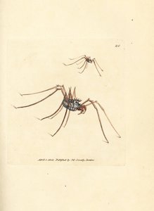 ハーベストマン クモ、Megabunus diadema。 The British Miscellany の James Sowerby による手彩色の銅版画、または新しい、珍しい、またはほとんど知られていない動物の色付きの図。 作： James Sowerby