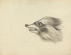 アライグマの頭 作： James Sowerby