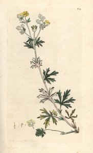 Hoary cinquefoil, Potentilla argentea (Cinquefoil) ロンドンの James Smith