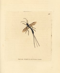 Ichneumon ハエ、Rhyssa persuasoria (Ichneumon persuasorius)。 The British Miscellany の James Sowerby による手彩色の銅版画、または新しい、珍しい、またはほとんど知られていない動物の彩色された図。 作： James Sowerby