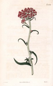 イモータル スター - ヘリクリサム stellatum (コンパクト開花 gnaphalium、Gnaphalium congestum)。 サミュエル・カーティスの「「植物誌」」ロンドンのジェームズ・ソワービーによるイラストの後、ウェッデルによる手彩色の銅版画の彫刻