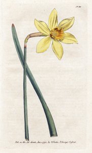 比類のない水仙 - James Sowerby (1757-1822) によるリトグラフィー、William Curtis