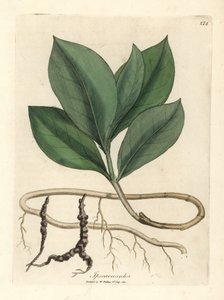 Ipecacuan、Ipecacuanha 作： James Sowerby