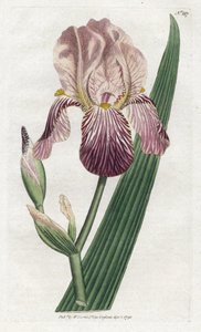アイリスはエルダーベリーの香り - ジェームズ・ソワービー (1757-1822) によるリトグラフィー、ウィリアム・カーティスの植物誌 (1746-1799) のプレート 作： James Sowerby