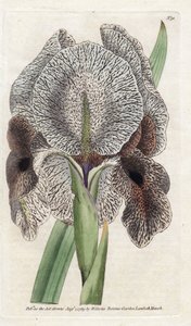 Iris de Charlcedoine または Susa - James Sowerby (1757-1822) によるリトグラフィー、William Curtis (1746-1799) の植物誌より 作： James Sowerby
