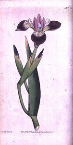 アイリスのベリコロール、ウィリアム・カーティスの「The Botanical Magazine」（または「Flower Garden Displayed」）のプレート21。1787年（彫刻）。