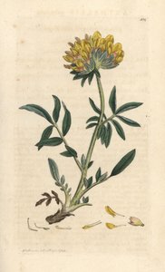 腎臓レンゲまたは女性の指、Anthyllis vulneraria (Anthyllide vulneraire) ロンドンの James Smith