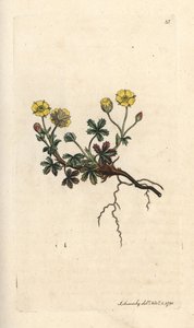 大輪のポテンティラ、Potentilla grandiflora (Spring cinquefoil、Potentilla verna) (cinquefoil) ジェームズ・スミスの英国植物学、ロンドンのジェームズ・ソワービーによるイラストの後に手彩色の銅板彫刻 作： James Sowerby