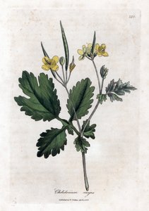大きなケリドインまたは大きな光 - クサノオウ、Chelidonium majus。 ウィリアム・ウッドヴィルのジェームス・ソワービーによる植物のイラストからの手彩色の銅版画とウィリアム・ジャクソン・フッカー卿の「「医学植物学」」、ジョン・ボーン、ロンドン 作： James Sowerby