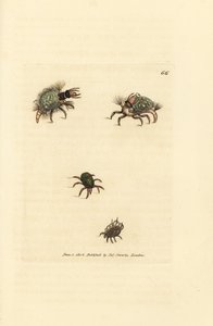 地衣をまとったヘメロビウス (クサカゲロウ) の幼虫、ダニ、Acarus amictus と小さなバスケット ダニ、Acarus corbicula。 The British Miscellany の James Sowerby による手彩色の銅版画、または新しい、珍しい、またはあまり知られていないアニの色付きの図 作： James Sowerby