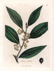 ローリエソース。 Botanique Medicinale の James Sowerby (1757-1822) による素描からの手彩色の銅版画 作： James Sowerby