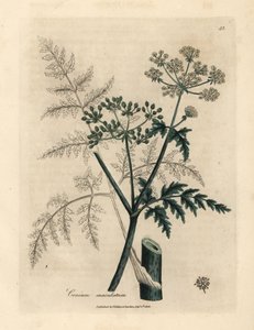 ツガの葉と花、Conium maculatum 作： James Sowerby