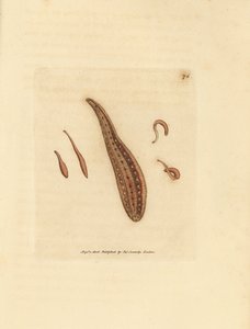 ヒル、ヒルドサーキュラン。 The British Miscellany の James Sowerby による手彩色の銅版画、または新しい、珍しい、またはほとんど知られていない動物の彩色された図。 作： James Sowerby