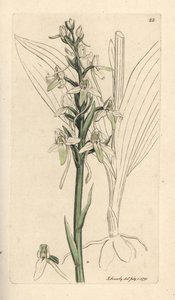 コチョウラン、プラタンテラ ビフォリア (Orchis bifolia)。 James Smith