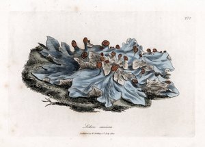 地衣の変種 - 灰色の地上ゼニゴケ、地衣 caninus。 ジェームズ・ソワービーによるウィリアム・ウッドビルの植物図とウィリアム・ジャクソン・フッカー卿の「「医療植物学」」、ジョン・ボーン、ロンドンの手彩色銅版画 作： ジェームズ・サワビー