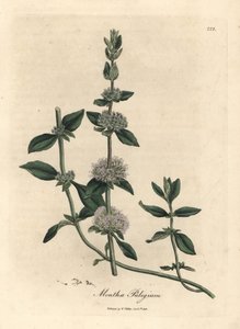 ライラックの花が咲いたペニーロイヤル ミント、メンサ プーリー 作： James Sowerby