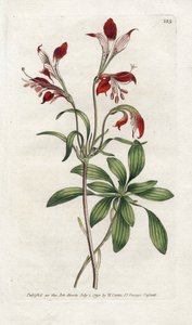 インカのユリまたはペルーリス - ジェームズ・ソワービー（1757-1822）によるリトグラフィー、ウィリアム・カーティス（1746-1799）による植物誌のプレート 作： James Sowerby