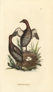 小さなカイツブリ、Tachybaptus ruficollis (小さなクロアゴカイツブリ、Colymbus hebridicus?)。 3個の卵を巣につがいにします。 The British Miscellany の James Sowerby による手彩色の銅版画、または新しい、珍しい、またはあまり知られていない動物の色付きの図 作： James Sowerby