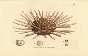 背の長いスレート ペン ウニ、Cidaris cidaris (Echinus cidaris)。 The British Miscellany の James Sowerby による手彩色の銅版画、または新しい、珍しい、またはほとんど知られていない動物の彩色された図。 作： James Sowerby