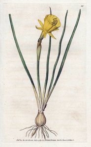 メデューサ トランペット - James Sowerby (1757-1822) によるリトグラフィー、William Curtis