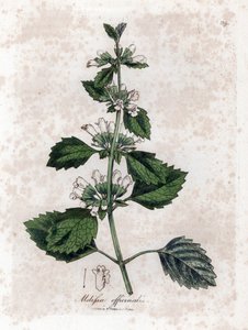 Melisse officinale または melisse レモングラス - 一般的なバーム、Melissa officinalis。 ジェームズ・ソワービーによるウィリアム・ウッドビルの植物図とウィリアム・ジャクソン・フッカー卿の「「医学植物学」」、ジョン・ボーン、ロンドンの手彩色の銅版画