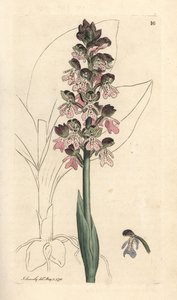 ミリタリー ラン、Orchis militaris (Orchis ウォリアー) James Smith