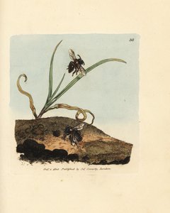 鉱山蜂、アンドレナ・ニグロアネア（メリッタ・ニグロアネア）。 The British Miscellany の James Sowerby による手彩色の銅版画、または新しい、珍しい、またはほとんど知られていない動物の色付きの図。 作： James Sowerby