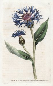 Mountain Centauree または Perennial Blueberry - James Sowerby (1757-1822) 作のリトグラフ、William Curtis