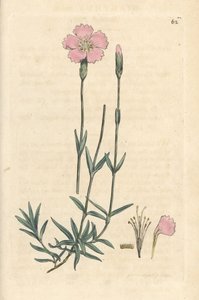 マウンテン ピンク、Dianthus caesius。 James Smith