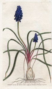 ムスカリ ア バンチまたはムスカリ ネグリジェ - James Sowerby (1757-1822) によるリトグラフィー、William Curtis (1746-1799) の Botanical Magazine より