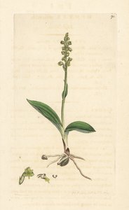 ジャコウラン、Herminium monorchis (ジャコウラン、Ophrys monorchis)。 James Smith