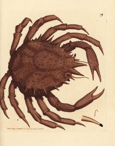 ノルウェーのタラバガニまたは北部石ガニ、Lithodes maja。 The British Miscellany の James Sowerby による手彩色の銅版画、または新しい、珍しい、またはほとんど知られていない動物の彩色された図。 作： James Sowerby