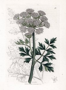 Oenanthe safranee - Hemlock water dropwort, Oenanthe crocata. Handcoloured copperplate engraving from a botanical illustration by James Sowerby from William Woodville and Sir William Jackson Hooker