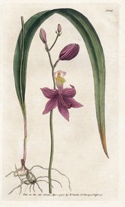 ラン: カロポゴン ツベルス - ジェームズ・ソワービー (1757-1822) によるリトグラフィー、ウィリアム・カーティスの植物誌 (1746-1799) より