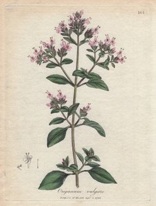 オレガノ。 ジェームズ・ソワービー (1757-1822) の素描からの手彩色の銅版画、薬草植物所蔵 作： James Sowerby