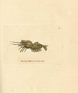 オウムエビ、Spirontocaris spinus (脊椎裏打ちエビ、蟹座棘)。 The British Miscellany の James Sowerby による手彩色の銅版画、または新しい、珍しい、またはほとんど知られていない動物の彩色された図。 作： James Sowerby