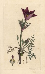 パスクフラワー、アネモネ pulsatilla (pulsatille) ジェームズ・スミスの英国植物学、ロンドンのジェームズ・ソワービーによるイラストの後の手彩色の銅版画の彫刻