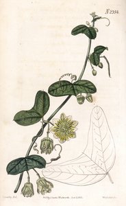 パッション フラワー variete - Passiflora biflora (三日月葉トケイソウ、パッシフローラ ルナタ)。 サミュエル・カーティスの「「植物誌」」ロンドンのジェームズ・ソワービーによるイラストの後、ウェッデルによる手彩色の銅版画の彫刻 作： James Sowerby