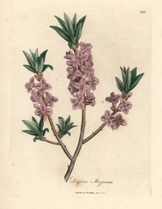 ピンクの花のメゼレオン、Daphne mezereum 作： James Sowerby