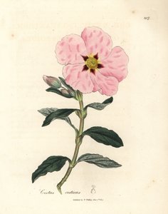 ピンクの花クレタ シスタス、Cistus creticus 作： James Sowerby