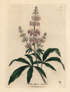 ピンクの花が咲く純潔の木、Vitex agnus castus