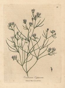 ピンクの花のクミン 作： James Sowerby