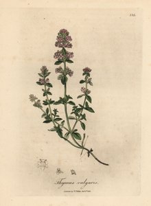 ピンクの花が咲くガーデン タイム、胸腺尋常性 作： James Sowerby