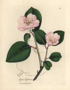 ピンクの花が咲くマルメロの木、Pyrus cydonia 作： James Sowerby