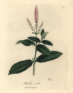ピンクの花のスペアミント、Mentha viridis 作： James Sowerby
