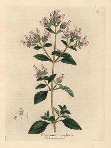 ピンクの花が咲く野生のマジョラム、オリガナム・ブルガレ 作： James Sowerby