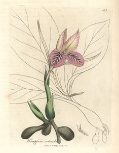ピンクの花ゼドリー、Kaempferia rotunda 作： James Sowerby