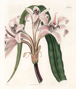 ピンクのユリの変種 - ピンクの縞模様のトランペット ユリ、クリナム ラティフォリウム (Molucca crinum、Crinum moluccanum)。 サミュエル・カーティスの「「植物誌」」ロンドンのジェームズ・ソワービーによるイラストの後、ウェッデルによる手彩色の銅版画の彫刻 作： James Sowerby