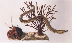パイプフィッシュとヤドカリ、イギリスの自然、コリンズ発行、1946 作： James Sowerby