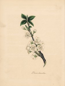 梅の木 - 一般的な梅の木、プルナス ドメスティカ。 William Woodville の「Medical Botany」の James Sowerby によるイラストから引用 C. Chabot による手彩色のジンコグラフ Miss M. A. Burnett が彼女の「Plantae Utiliores: or Illustrations of Usef」から描いたもの